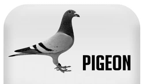 pigeon arnaque
